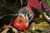 Garden dormouse eating an apple - Lorraine France