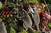 Garden dormice eating Blackberry - Lorraine France