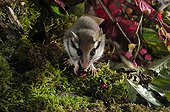 Garden dormouse eating Blackberry - Lorraine France