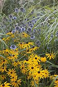 Orange coneflowers and globe thistles in bloom in a garden