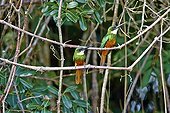 Rufous-tailed Jacamars on a branch - Mato Grosso - Brazil