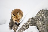 Red fox in the snow - Gran Paradiso Italy
