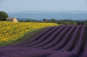 Lavander field and sunflower field - Provence France