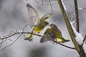Greenfinches quarreling on a branch in winter - France