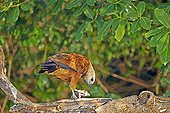 Black-collared hawk eating a fish - Mato Grosso - Brazil