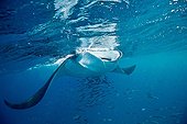 Manta ray under the surface - Isla Mujeres Yucatan Mexico ; Feeding on plankton 