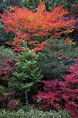 Maples in a garden in autumn - Japan