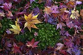 Maple leaves on moss in a garden in fall - Japan