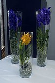 Vanda orchids in bloom