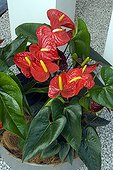 Anthurium in bloom