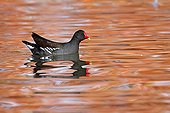 Moorhen on water in autumn - France