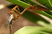 Praying mantis devouring a Crocodile Gecko - France 