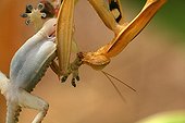 Praying mantis devouring a Crocodile Gecko - France 
