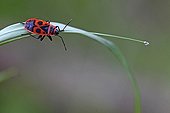 Fire Bug on a blade of grass in a garden - France