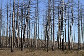 Black pine forest devastated by a storm - Causse Mejean