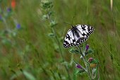 Western Marbled White in flowery meadows - France