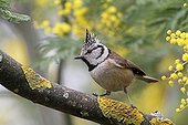 Crested Tit on a branch and Silver Wattle flowers - France