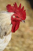 Portrait of Rooster in a backyard - France ; Day "farm to town"