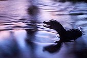 Red caiman in water - Cove Passoura French Guiana 