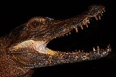 Portrait Schneider's Smooth-fronted Caiman - French Guiana 
