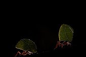 Leaf-cutting Ants in forest - French Guiana