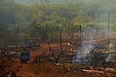 Slash for slash and burn cultivation Cassava - French Guiana