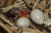 Hatching Common Coot at nest - Lorraine France 