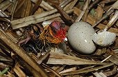 Hatching Common Coot at nest - Lorraine France 