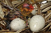 Hatching Common Coot at nest - Lorraine France 