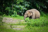 Young Asian Elephant in vegetation - Thailand ; Elephant Nature Park