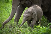 Asian Elephant and young pulling grass - Thailand  ; Elephant Nature Park