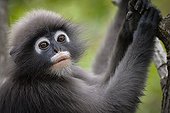 Portrait of Dusky Leaf Monkey - Thailand 