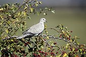 Collared dove on a branch - England UK