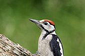 Great-spotted Woodpecker on a branch - England UK