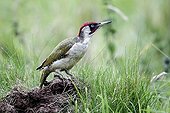 Green woodpecker on ant nest - England UK