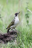 Green woodpecker on ant nest - England UK