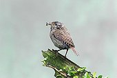 Wren on fence - England UK