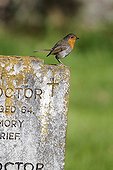 European Robin on grave stone - England UK