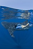 Whale Shark swimming with woman - Yucatan Peninsula Mexico