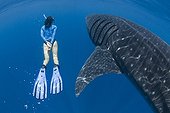 Whale Shark swimming with woman - Yucatan Peninsula Mexico