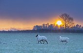 Sheep after a snow storm at sunrise - GB