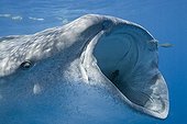 Whale Shark feeding on fish eggs under the surface - Mexico