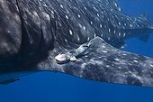 Remora fish attached to a fin of Whale Shark - Mexico