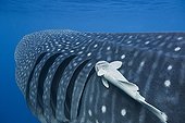 Remora fish attached near gills of Whale Shark - Mexico