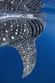 Whale Shark gills and fin under the surface - Mexico