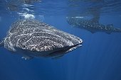 Whale sharks eating on plancton under the surface - Mexico