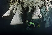 Scuba Diver in the Zapote Cenote - Yucatan Mexico ; scuba diver exploring a cenote admires unusual speleothems, limestone formations hanging from the ceiling of a submerged cavern 100 feet below the surface. The white mistiness in the water is due to hydrogen sulfide.