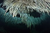 Stalactites in the Cenote Dreamgate -  Yucatan Mexico  ; delicate limestone stalactite decorations called soda straws on the ceiling of a cavern accessible via a cenote scuba dive