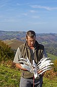 Flanging of Palombes into the net - Basque Country France ; Pantiere Lanne,<br>Chatard down the neck responsible for scaring pigeons for flights passing through the neck are supported in nets<br>Scarer goose feather 