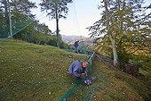 Installing cage nets for Pigeons - Basque Country France ; Pantiere Lanne,<br><br>